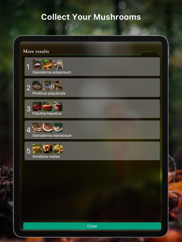 Mushroom Identifier Fungus ID