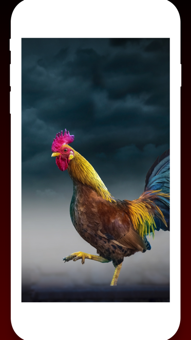 Screenshot #2 pour Birds Wallpapers HD