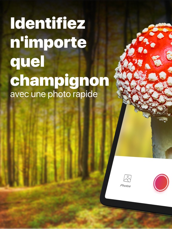 Picture Mushroom - Mushroom ID Picture Mushroom - Mushroom ID