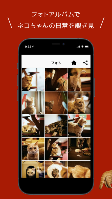 福岡大名 シュネコカフェ紹介画像3