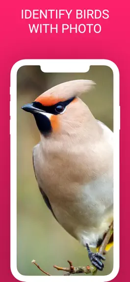 Game screenshot Bird Box - Photo Identify Bird mod apk