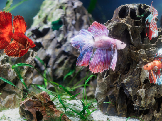 Betta Fish - Virtual Aquarium iPad screenshot 4 - Entertainment app