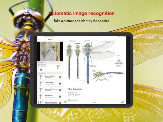 Dragonfly Id Britain & Europe iPad app afbeelding 2