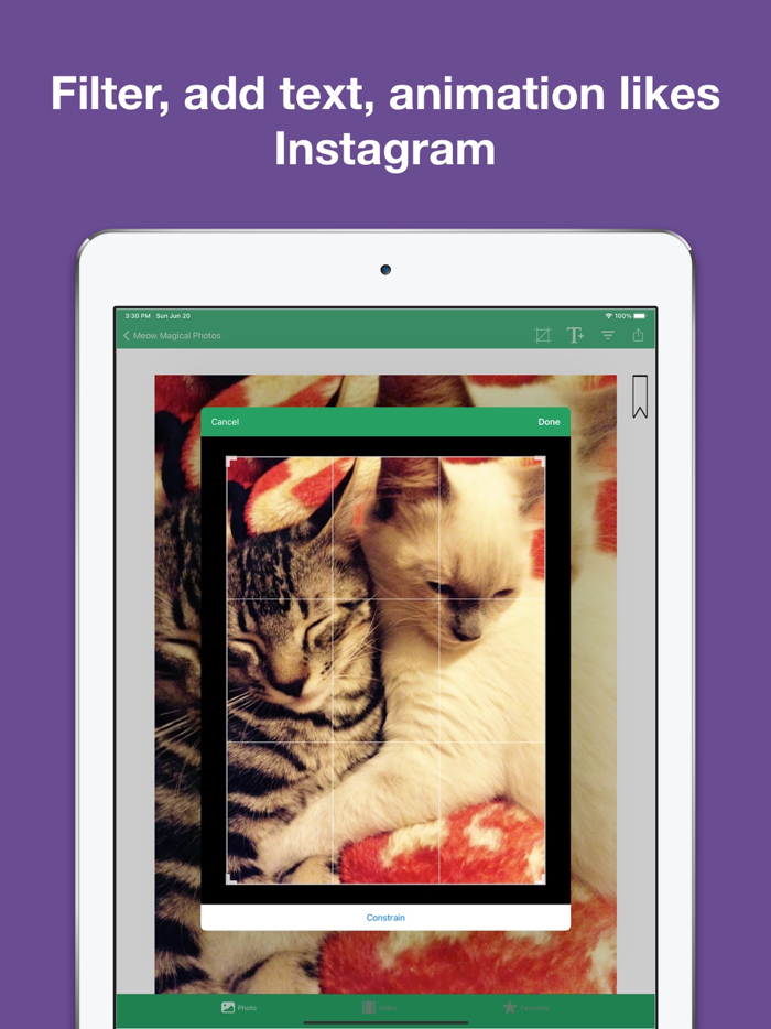 Kitty Cat Wallpapers 4K HD