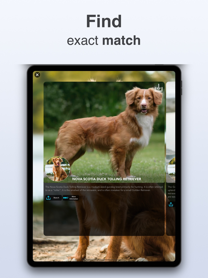 Pet Identifier - What dog, cat