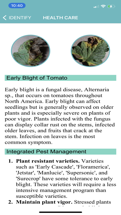Tomato Diseases Identification Screenshot