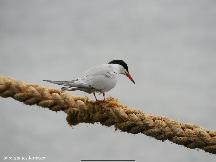 Saint-Petersburg Photo