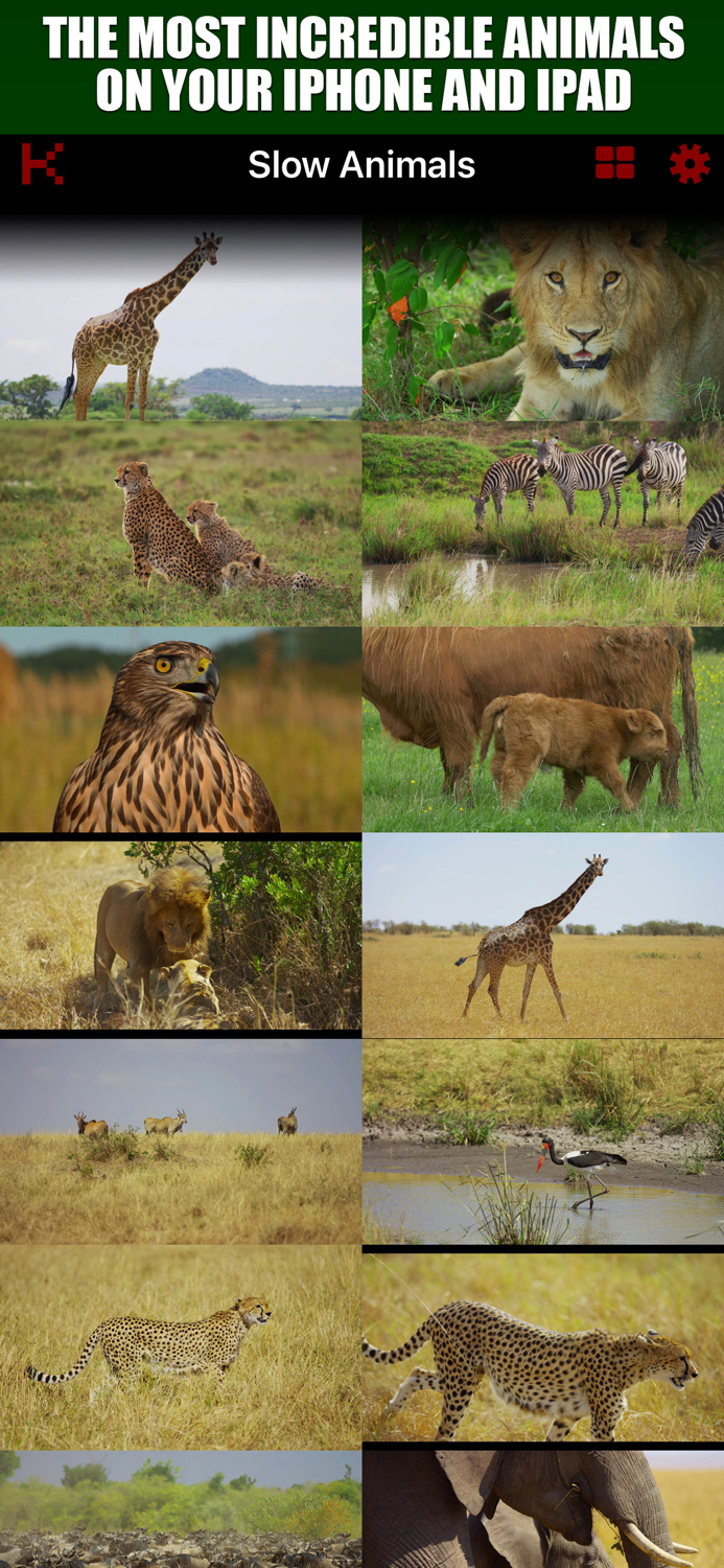 Slow Motion Animals 4K