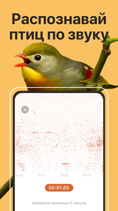 Птичка приложение акции. Приложение с птичкой. Распознавание птиц. Зеленая птица приложение. Программа распознавания птиц.