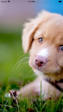 Game screenshot Encyclopedia of Dogs mod apk