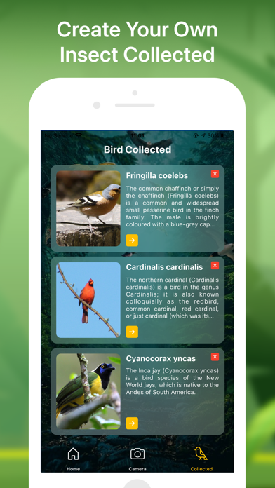 Bird identifier Bird Finder Screenshot