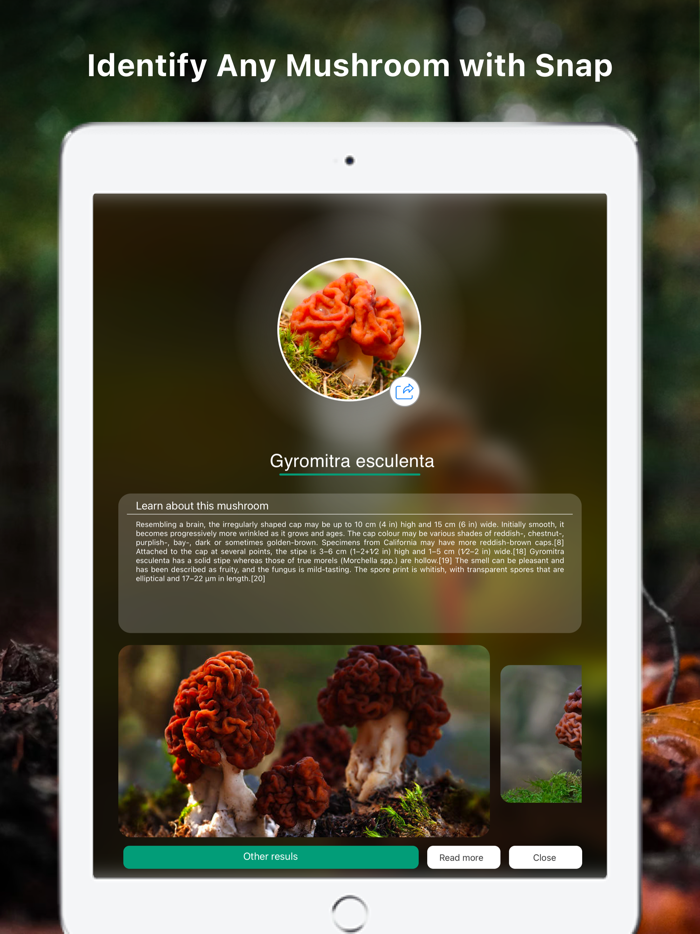 Mushroom Identifier Fungus ID
