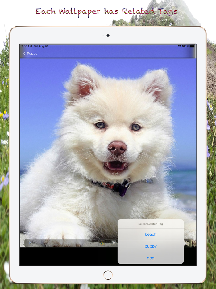 Puppy Photos  Wallpapers