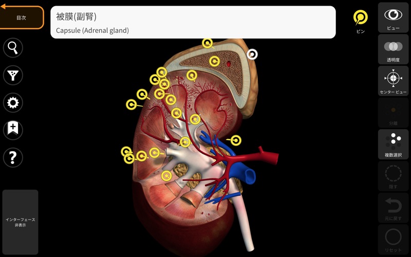 解剖学 - 3Dアトラス screenshot1