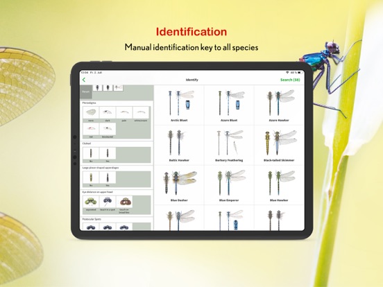 Screenshot #6 pour Dragonfly Id Britain & Europe
