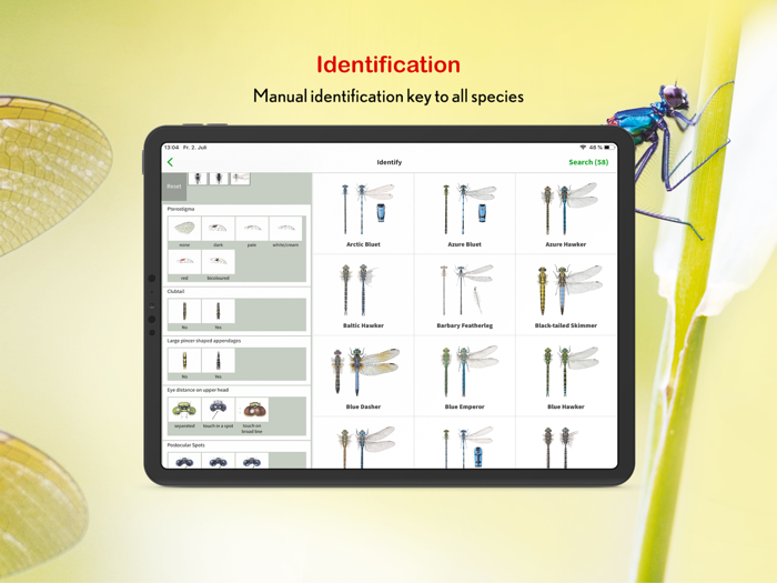 Dragonfly Id Britain  Europe