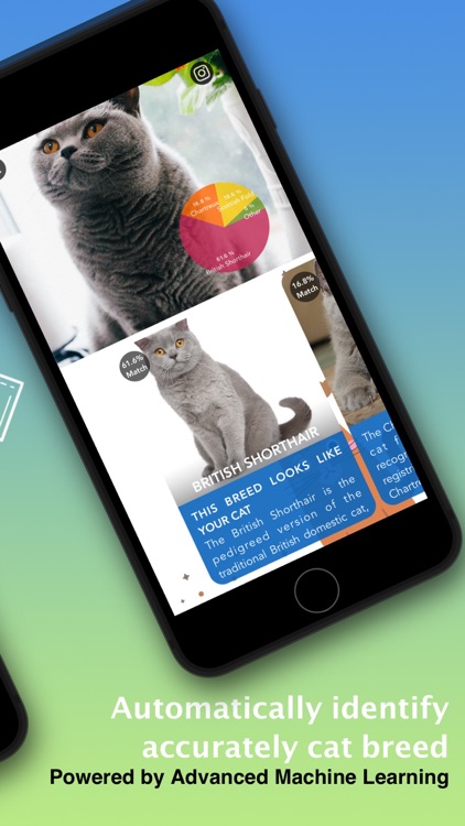 Cat Identifier - Kitty Scanner