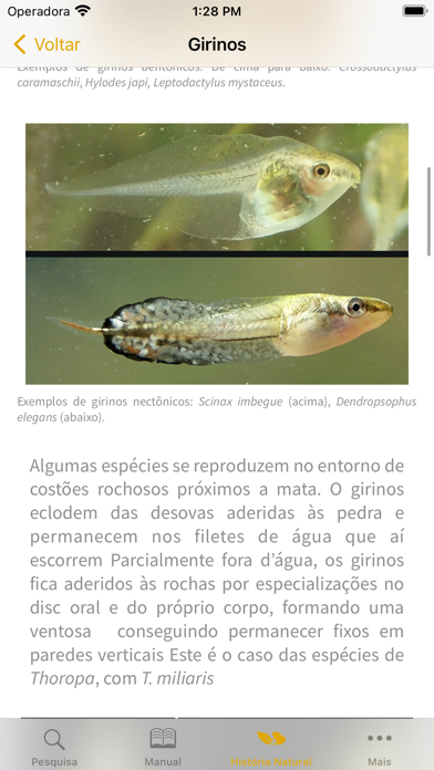 Anfíbios da Mata Atlântica Screenshot