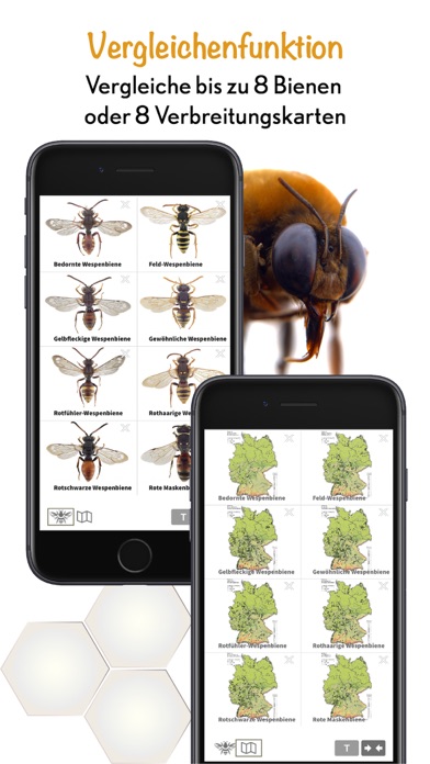 Wildbienen Id BienABest Screenshot