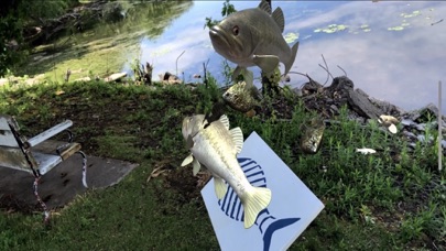Swimming Upstream AR Screenshot