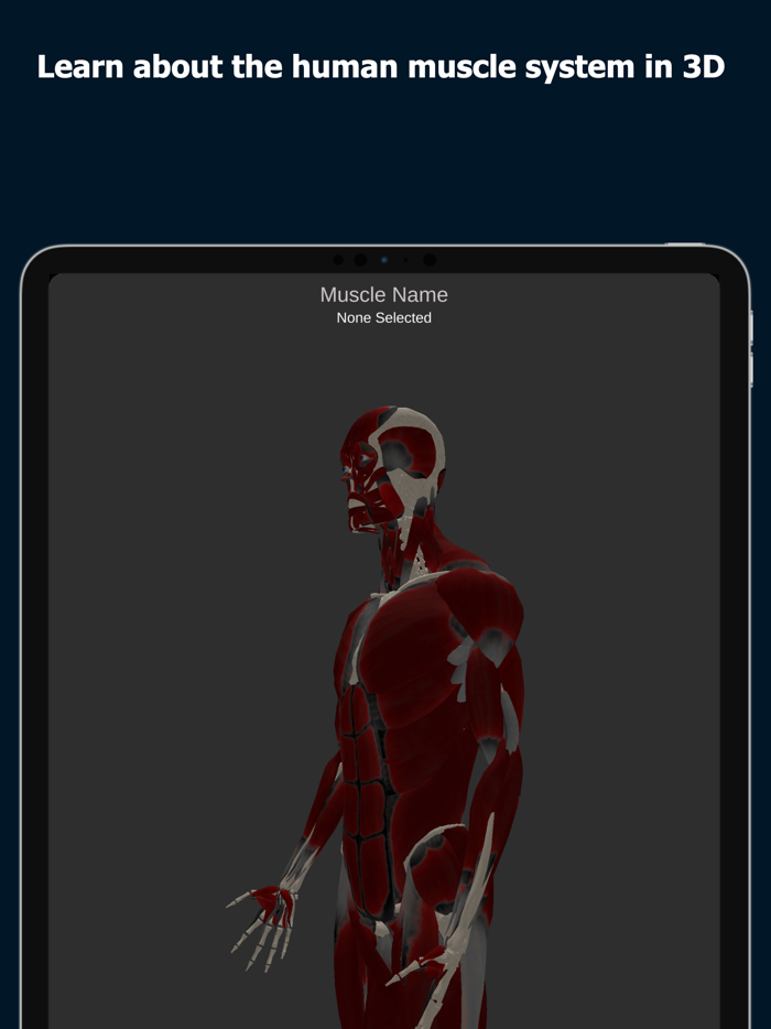 Anatomy Of Human Muscles