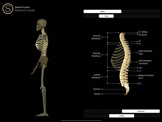 Human Skeleton Reference Guideのおすすめ画像2