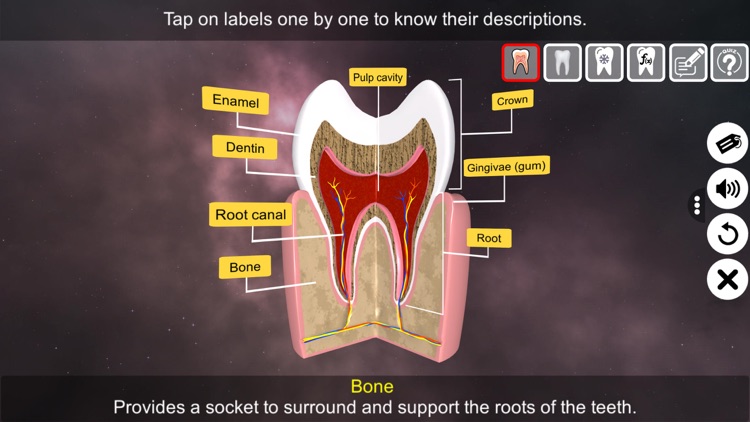 Incredible Human Teeth