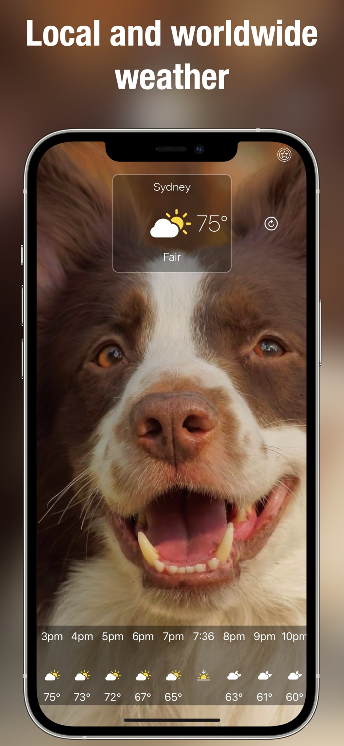 Dog Days Weather Live