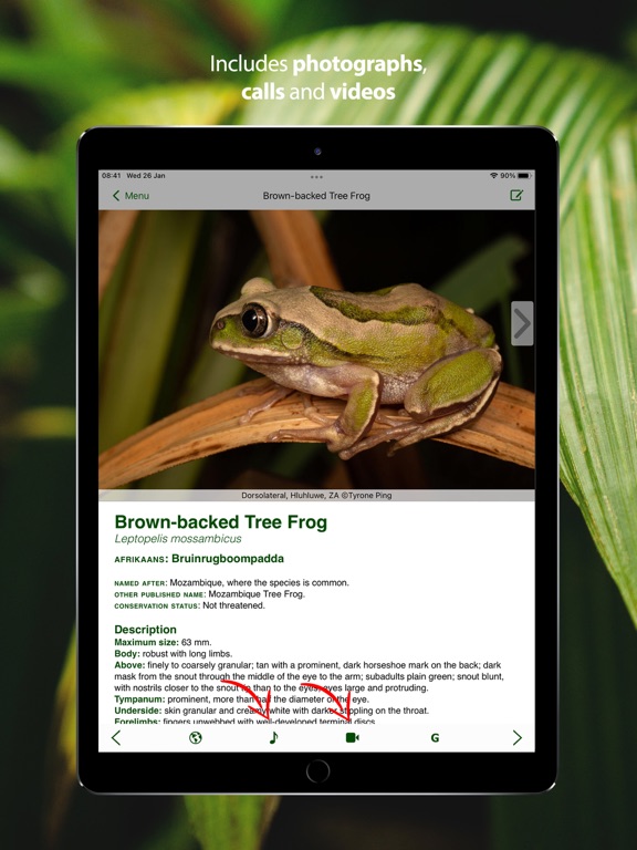 Screenshot #4 for Frogs of Southern Africa