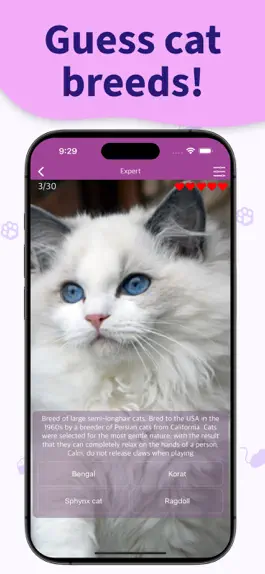 Game screenshot Cat Breed Games Dear My Kitten hack