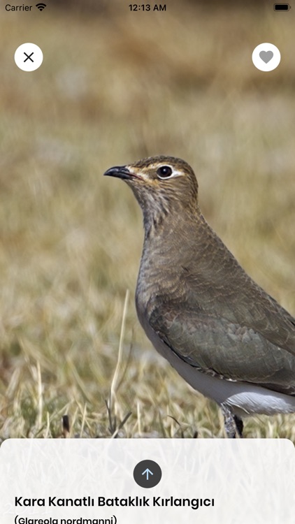 Kızılırmak Kuşları screenshot-3