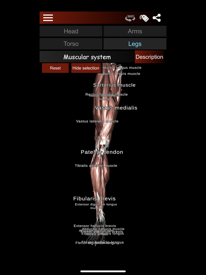 Muscular System 3D anatomy