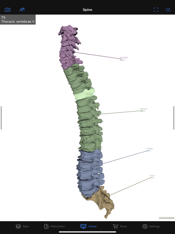 Dornheim Real Anatomy