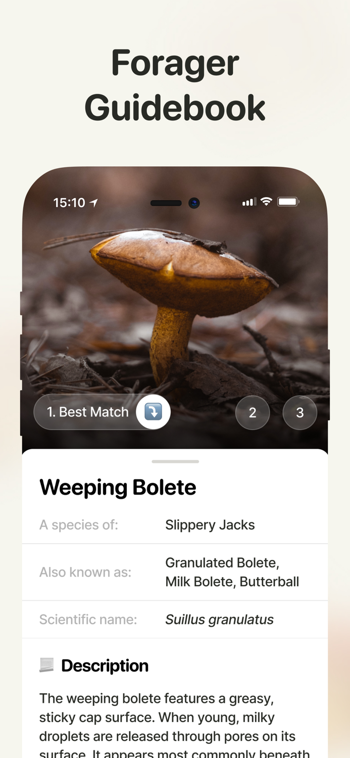 Fungi Mushroom Identification