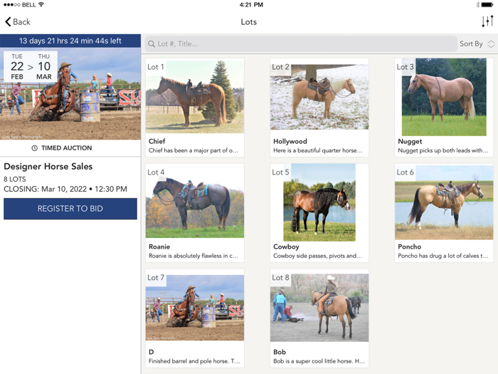 Designer Horse Sales