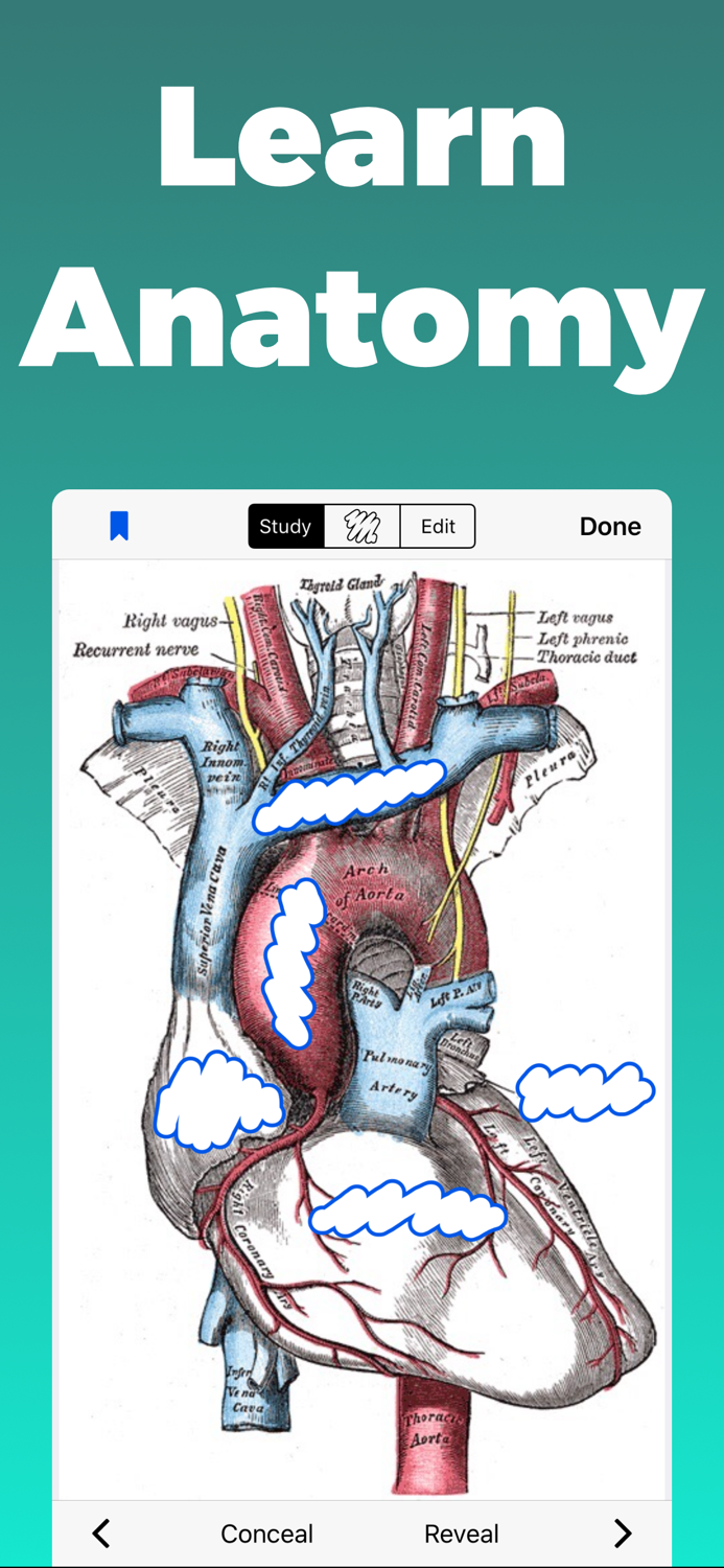 Anatomy and Physiology GO