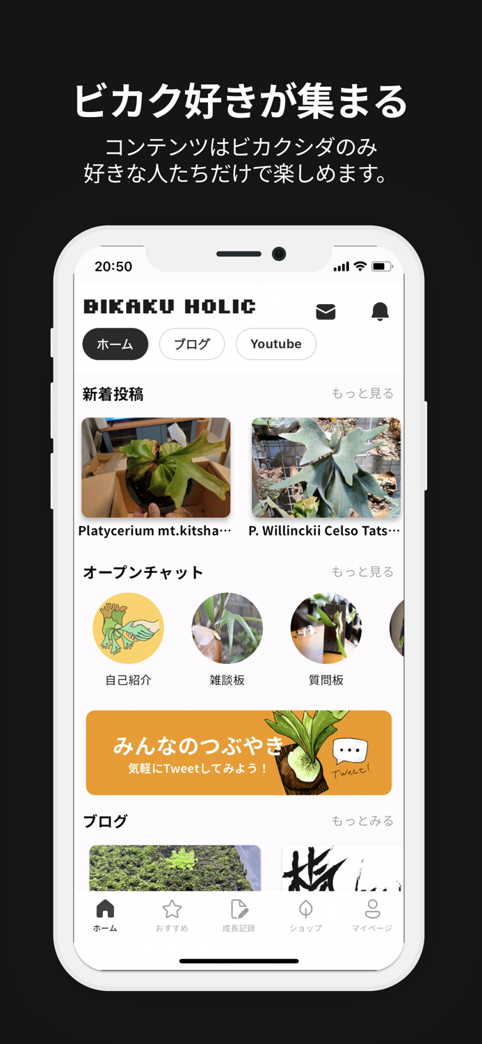ビカクホリック