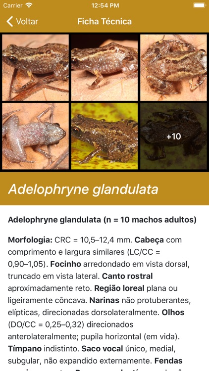 Anfíbios do Quadrilátero screenshot-3