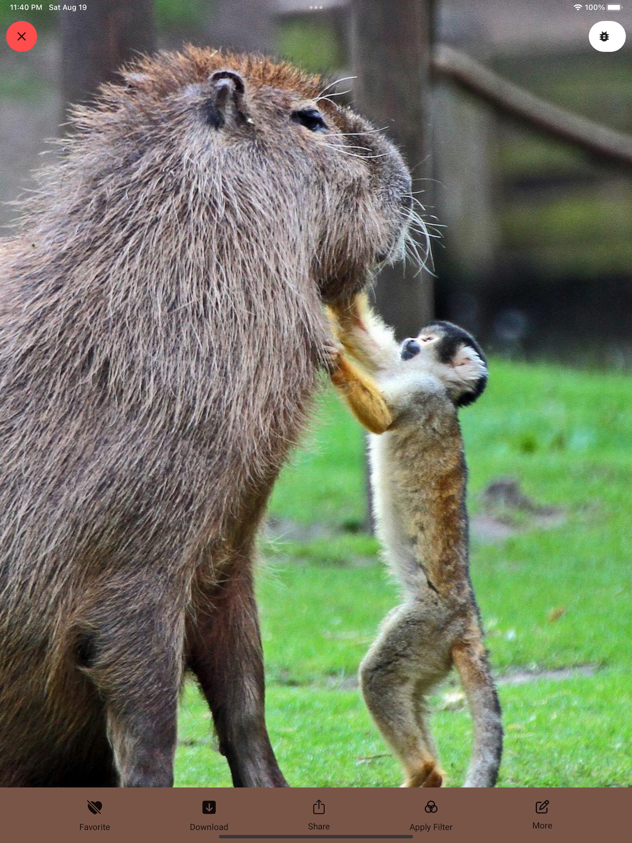 Capybara Wallpaper - Funny Pet