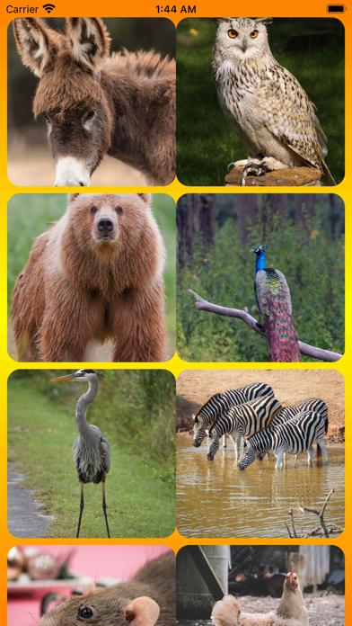 Birds And Animals Call Screenshot