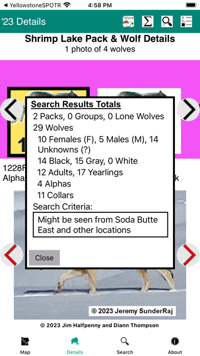 Yellowstone Wolves 2023 Screenshot
