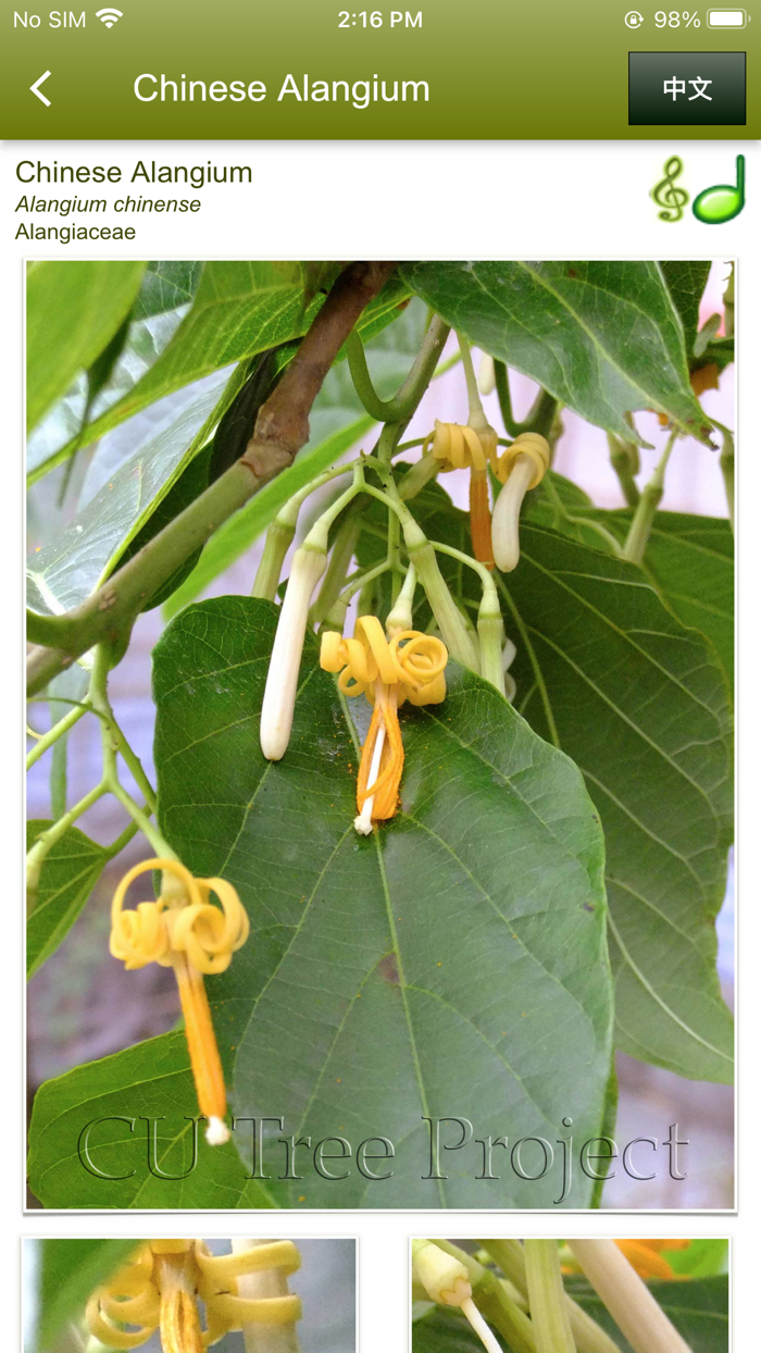 中大樹  Trees of CUHK