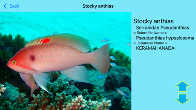 Fish Photo of OKINAWA