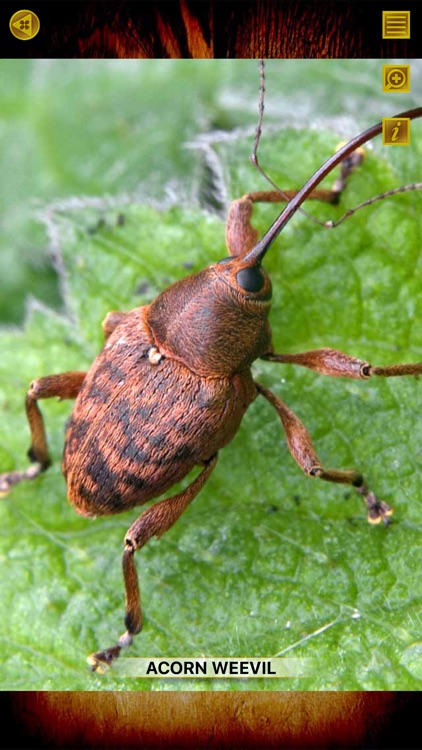 Insects and Spiders Gold