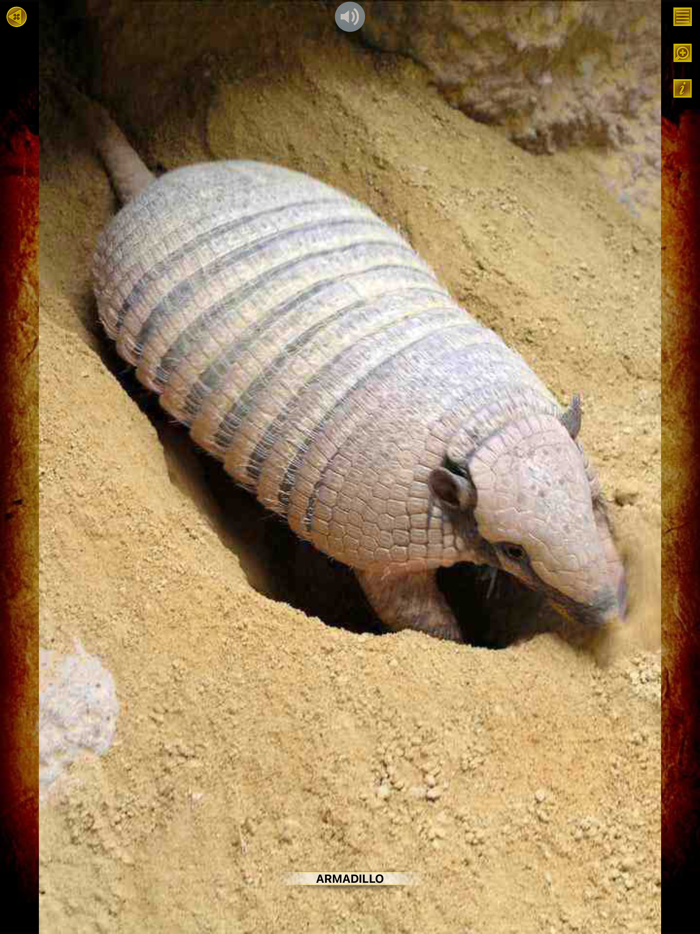 Animals For Kids 360