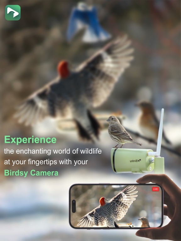 Screenshot #4 pour BirdsyCam