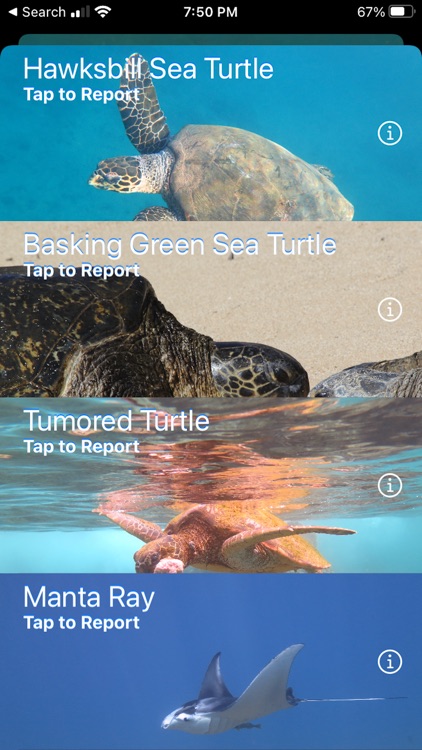 HI Hawksbill Conservation