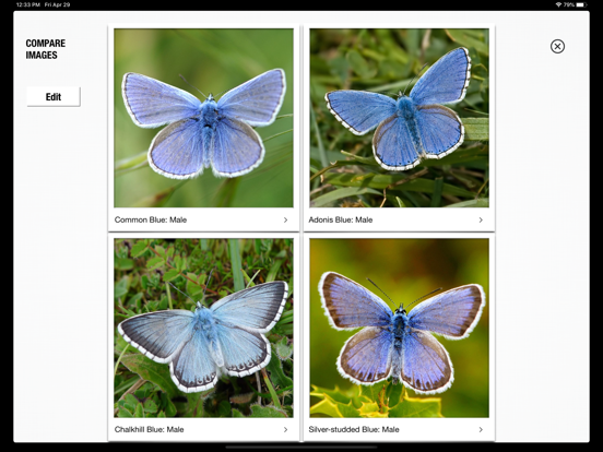 Screenshot #6 pour Butterflies & Day Moths UK
