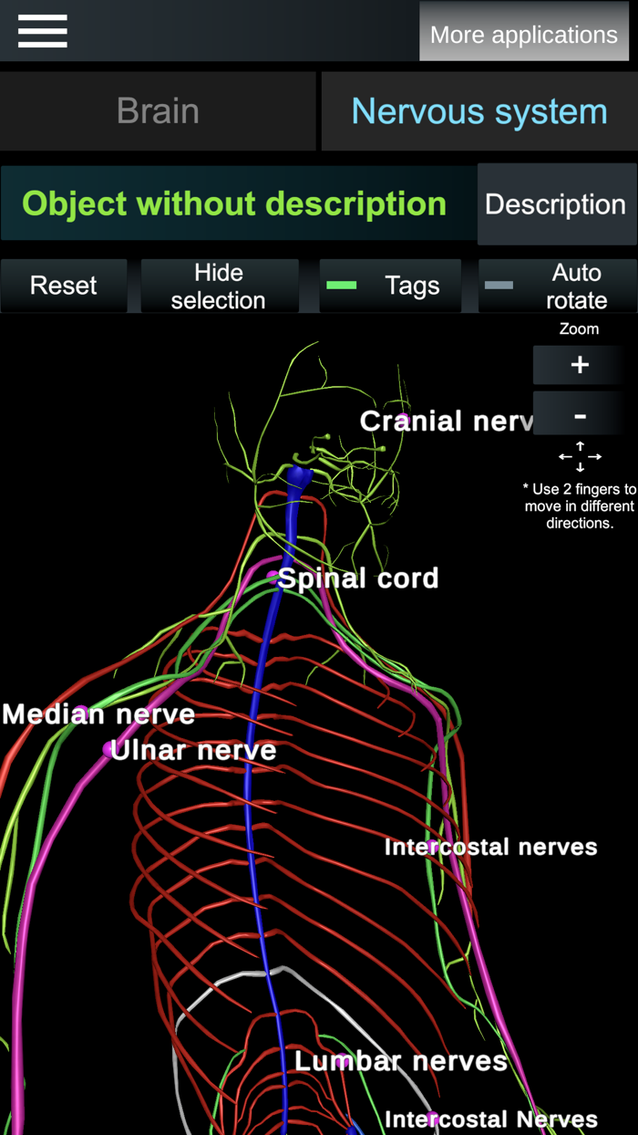 Brain and nerves Anatomy