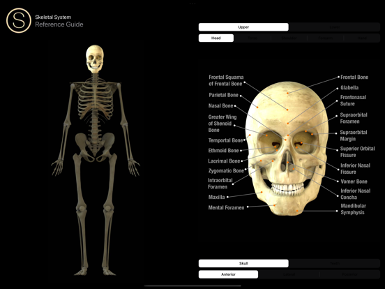 Human Skeleton Reference Guideのおすすめ画像1